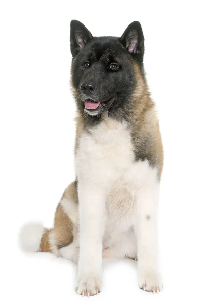 Joven Akita americana — Foto de Stock