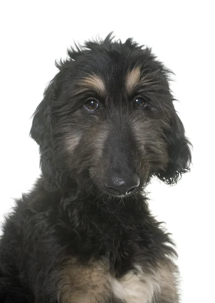 Puppy afghan hound — Stock Photo, Image
