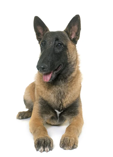 Young belgian shepherd — Stock Photo, Image