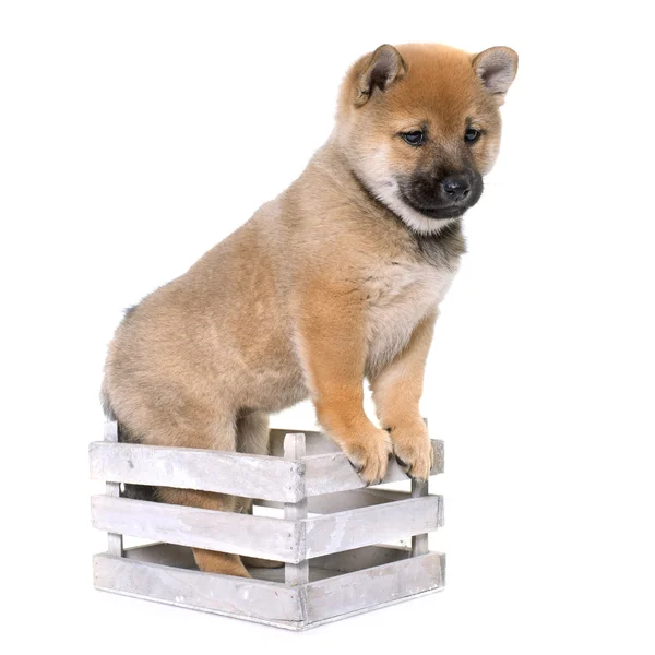 Puppy in crate Stock Photos, Royalty Free Puppy in crate Images