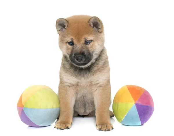 Welpe shiba inu — Stockfoto