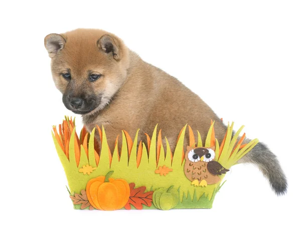 Cucciolo shiba inu — Foto Stock