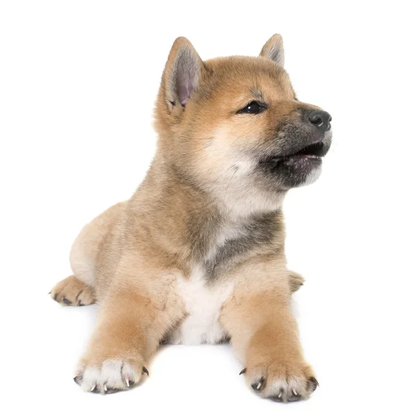 Štěňátko shiba inu — Stock fotografie