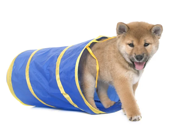 Welpe shiba inu — Stockfoto