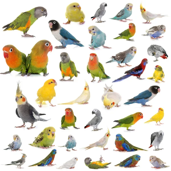 Group of parrots — Stock Photo, Image