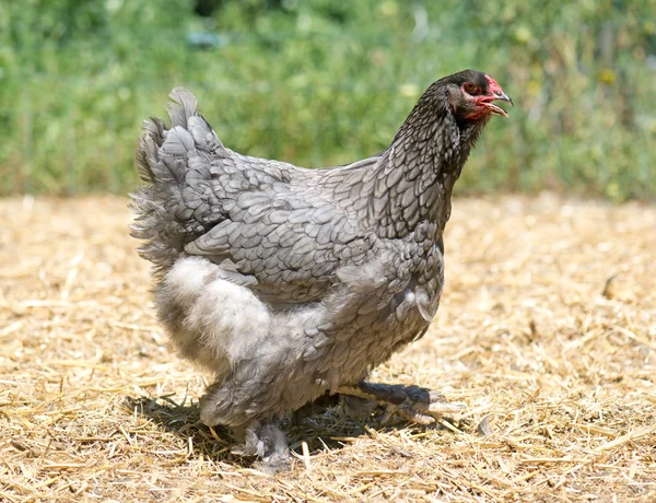 Grå brahma kyckling — Stockfoto