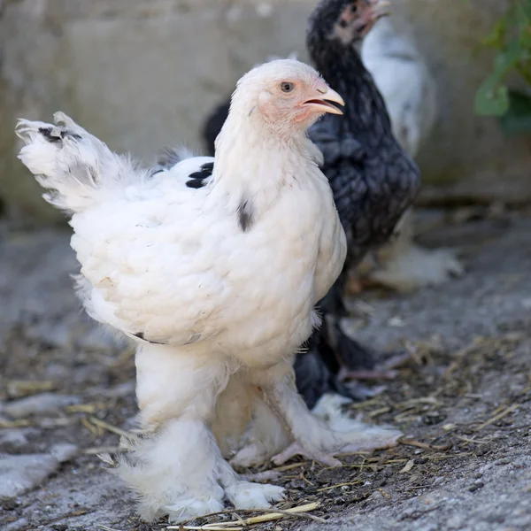 Brahma młodych kurczaka — Zdjęcie stockowe