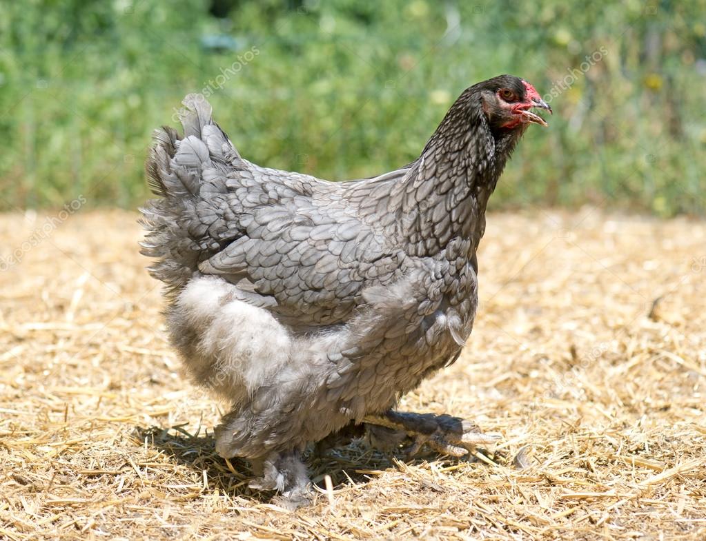 Grey brahma chicken Stock Photo by ©cynoclub 114881072