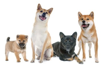 Shiba Inu aile