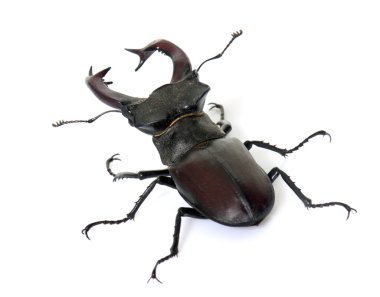 Lucanus cervus Studio