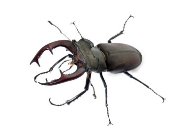 Lucanus cervus Studio