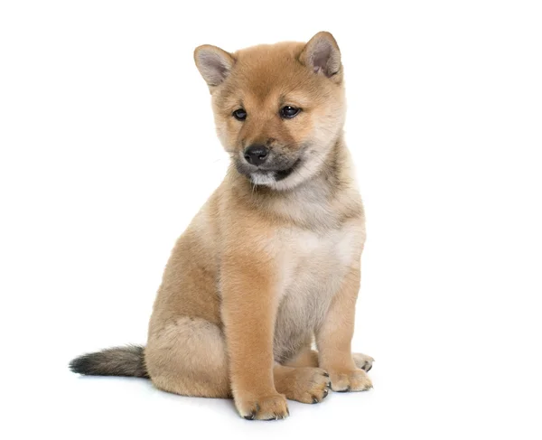 Cachorro shiba inu —  Fotos de Stock
