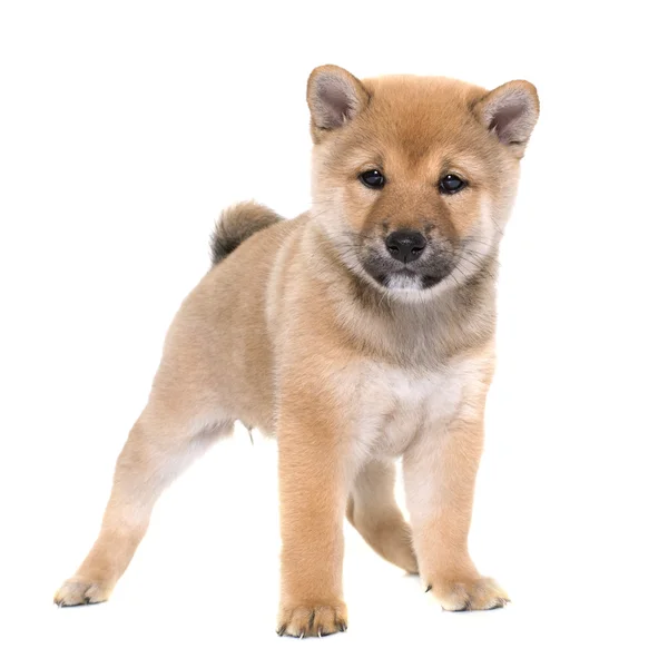 Szczeniak shiba inu — Zdjęcie stockowe