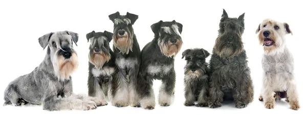 Gruppo di Schnauzer — Foto Stock