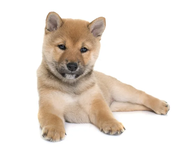 Szczeniak shiba inu — Zdjęcie stockowe