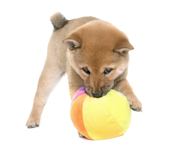 Cachorro shiba inu — Foto de Stock