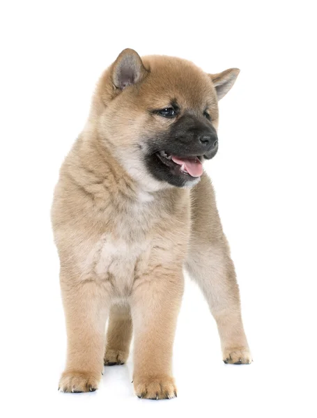 小狗 shiba inu — 图库照片