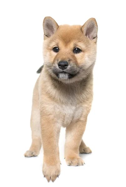 Szczeniak shiba inu — Zdjęcie stockowe