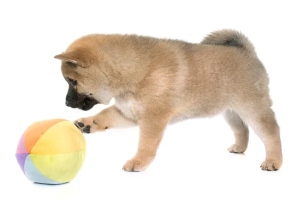 Cucciolo shiba inu — Foto Stock