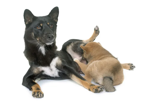 Cachorro e adulto shiba inu — Fotografia de Stock