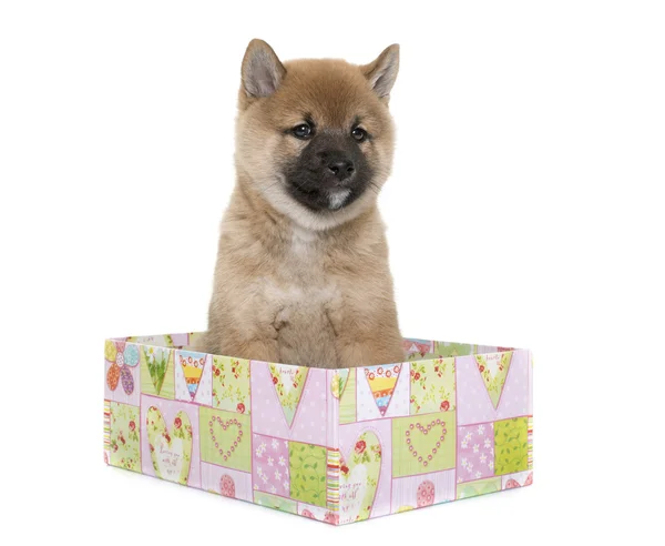 Puppy shiba inu — Stock Photo, Image