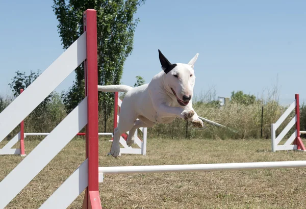 Saltando touro terrier — Fotografia de Stock