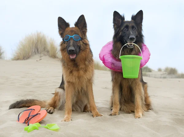 Duitse herders op het strand — Stockfoto