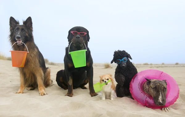 Cães na praia — Fotografia de Stock