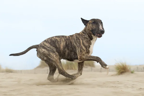 Kör bullterrier — Stockfoto