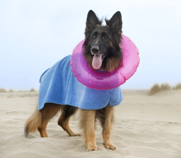 Duitse herder op het strand — Stockfoto