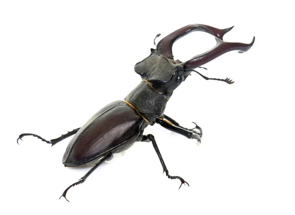 Lucanus cervus en el estudio —  Fotos de Stock