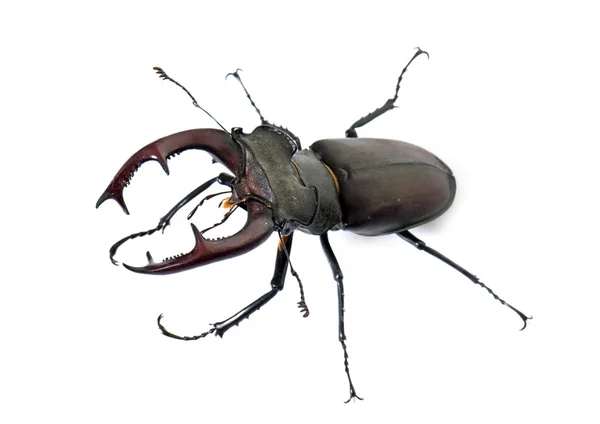 Lucanus cervus Studio — Stok fotoğraf