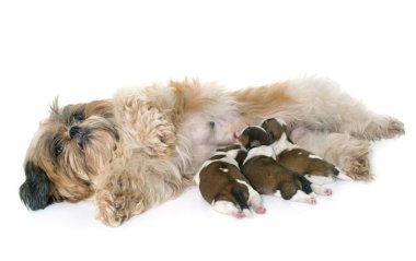 Shih tzu köpek ve köpek yavruları