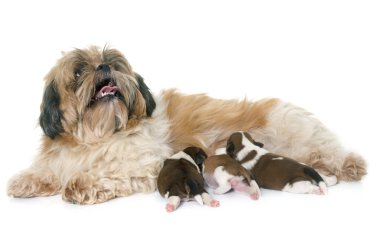 Shih tzu köpek ve köpek yavruları