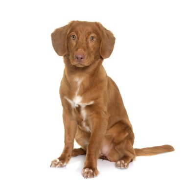 Nova Scotia Duck Tolling Retriever