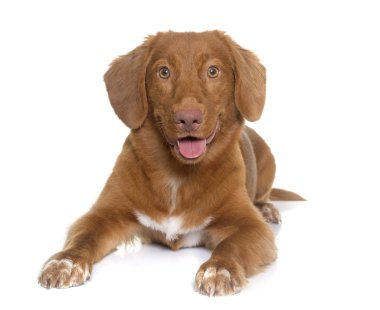 Nova Scotia Duck Tolling Retriever