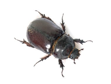 kadın Avrupa gergedan böceği