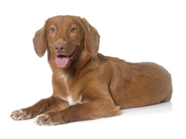 Nova Scotia Duck Tolling Retriever