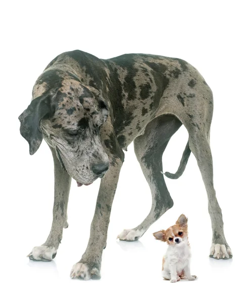 Gran danés y chihuahua cachorro en estudio — Foto de Stock