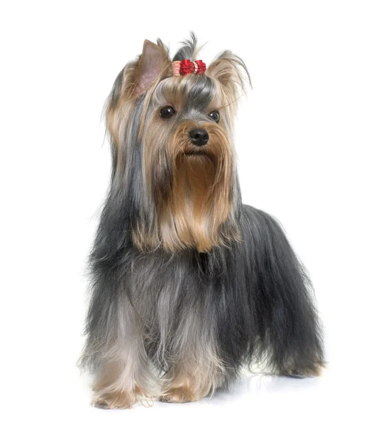 Unge Yorkshire terrier – stockfoto