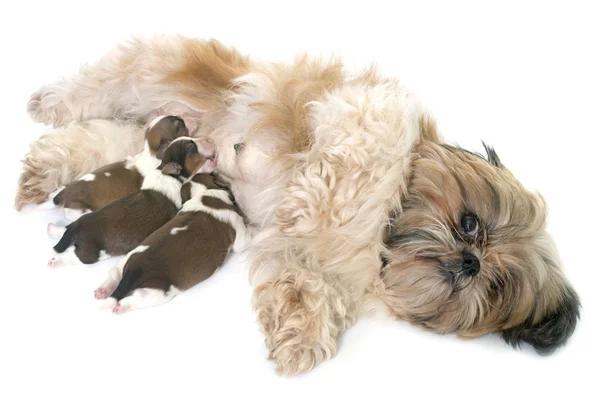 Shih tzu cane e cuccioli — Foto Stock