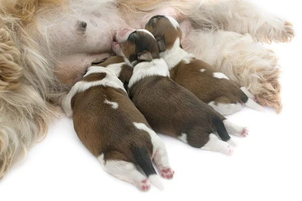 Shih tzu cane e cuccioli — Foto Stock