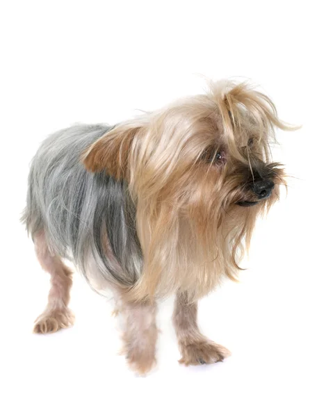 Old yorkshire terrier — Stock Photo, Image