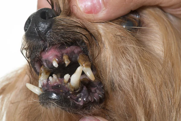 Tandsten tänder av gammal hund — Stockfoto