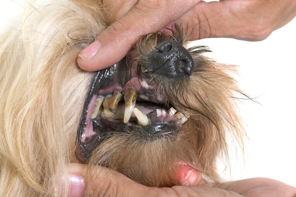 Tandsten tänder av gammal hund — Stockfoto