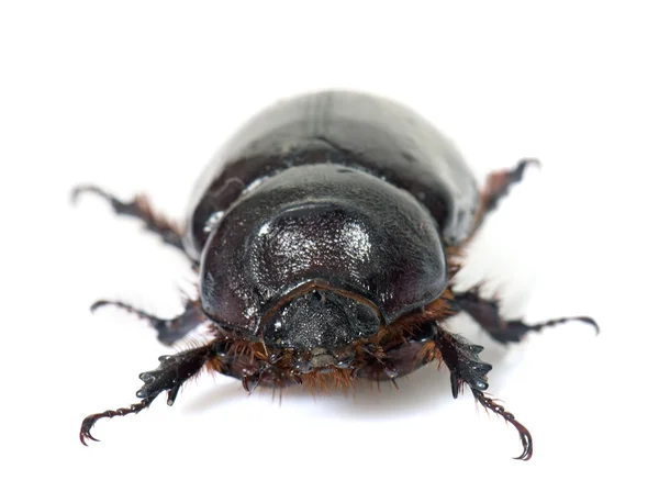 女性欧洲犀牛甲虫 — 图库照片