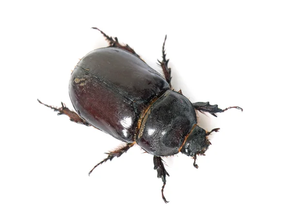 Female European rhinoceros beetle — Stock Photo, Image