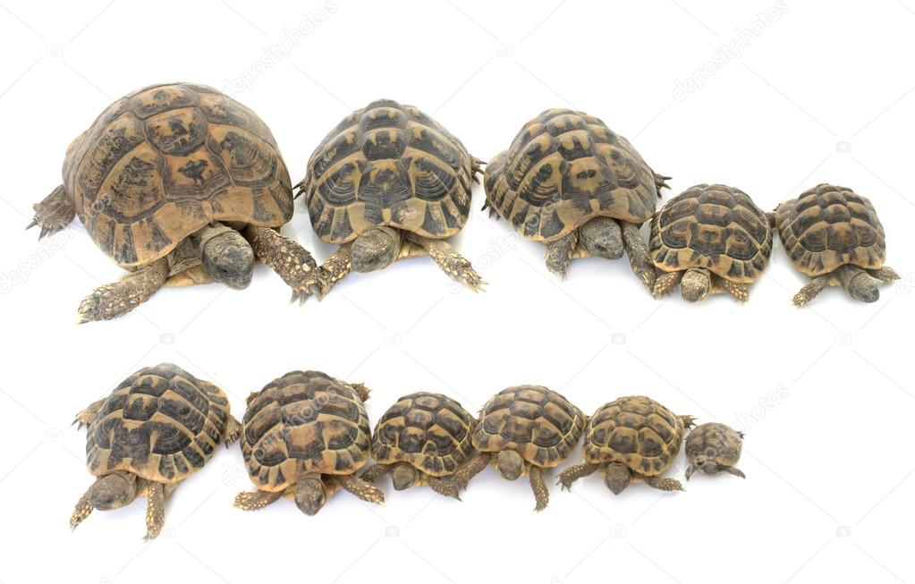 Hermanns Tortoise and baby turtles — Stock Photo © cynoclub #116347790
