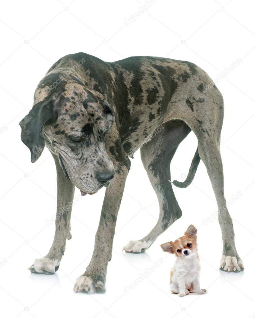 Image Result For Rottweiler Great Dane Mix Image Result For Rottweiler Great Dane Mix