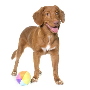 Nova Scotia Duck Tolling Retriever